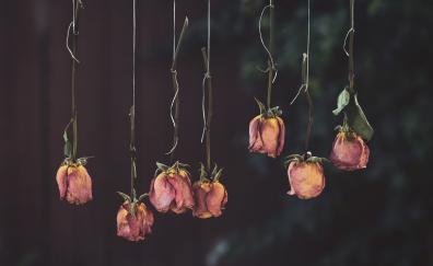 Roses, flowers, dry, hanging