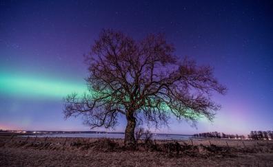 Northern lights, tree, nature