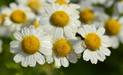 White flowers, floral, daisy, drops, close up