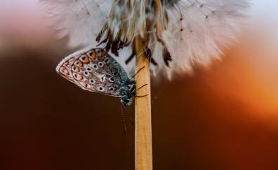 Butterfly, dandelion, close up