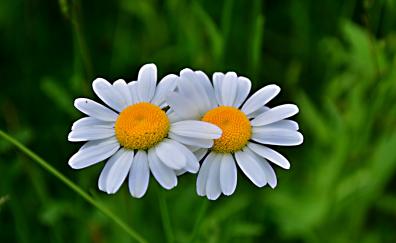 Daisy, flowers, pair, blur