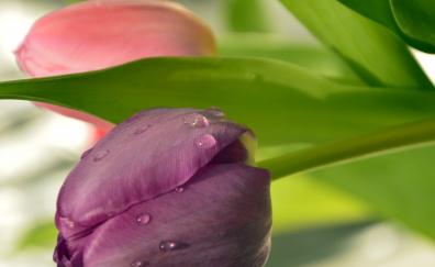 Close up, fresh, tulips