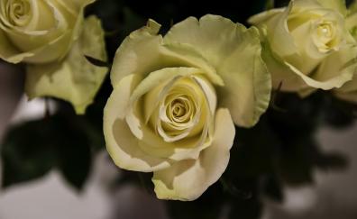 Yellow rose, flowers, close up