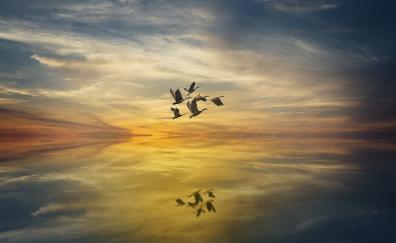 White birds, sunset, lake, reflections, fantasy