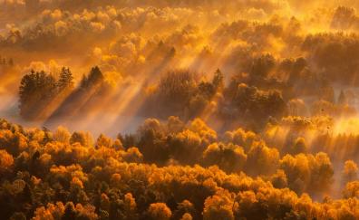 Sun lights, autumn, trees, nature