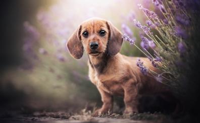 Dachshund, cute dog puppy