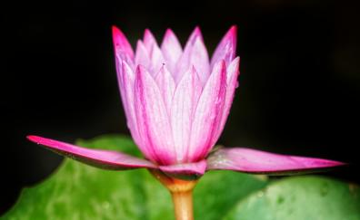 Close up, pink, bud, water lily