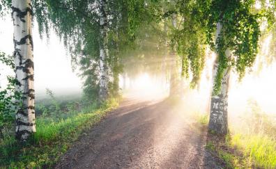 Summer, sunlight, dirt road, trees