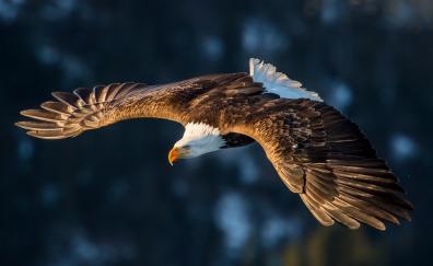 Flight, predator, bird, bald eagle