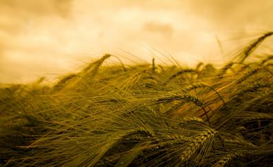 Wheat, plants, farm, harvest, summer, close up