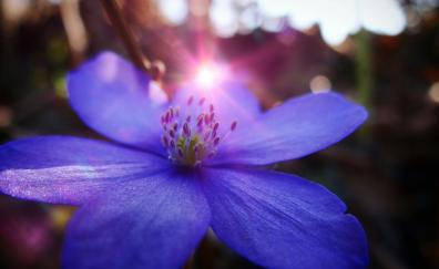Close up, blue flower, sunbeams