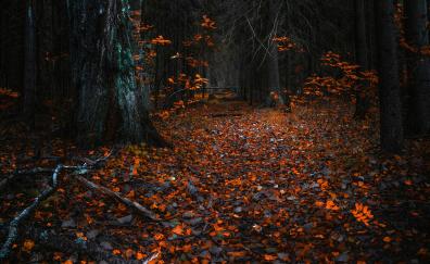 Autumn, orange leaves, forest, nature