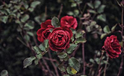 Rose, red flower, drops, bloom