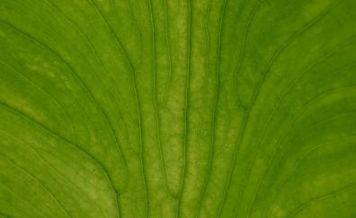 Close up, leaf big, veins