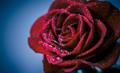 Drops, red rose, portrait