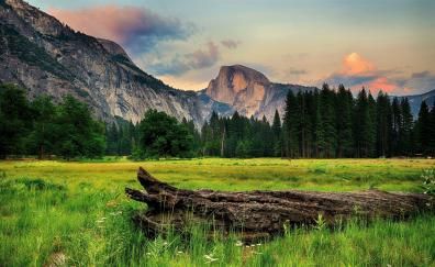 Tree trunk, landscape, half dome, Yosemite valley