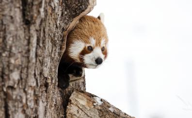 Red panda, muzzle, cute