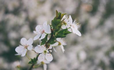 White flowers, blossom, branch, blur