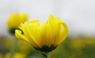 Yellow flower, summer, blur