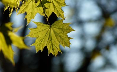 Maple, leaf, spring