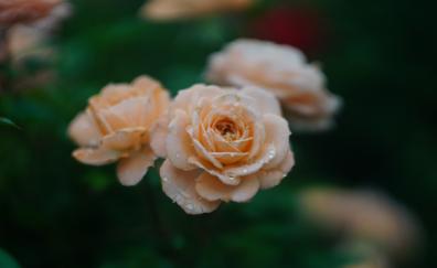 Drops, fresh, orange roses, blur