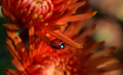 Macro, ladybug, insect, flowers