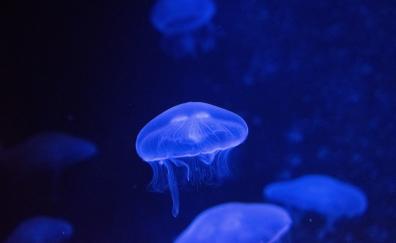 Underwater, glow, jellyfish