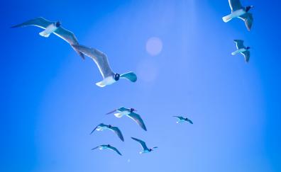 Gulls, seagulls, flight, sky, sunlight