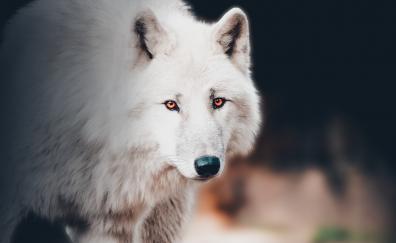 The white wolf, portrait