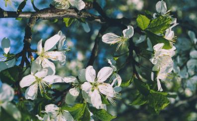 White flowers, cherry blossom, tree branches, nature