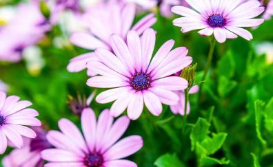 Violet flowers, daisy