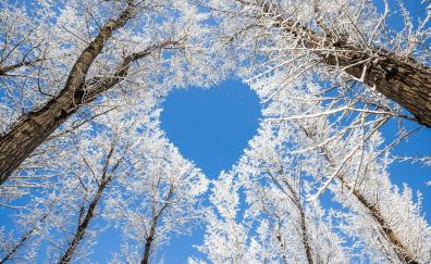 Trees, heart, winter, nature