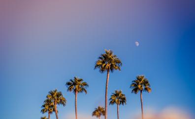 Portrait, palm trees, minimal, sunset