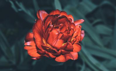 Portrait, red flower, bloom