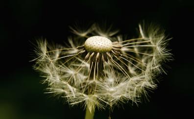 Dandelion, fluff and seed, close up