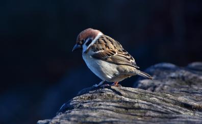 Close up, small bird, sparrow