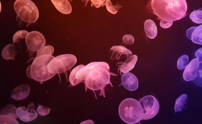 Jellyfishes, underwater