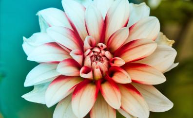 Dahlia, beauty of flower, close up