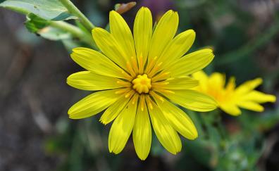 Chichewa live, vivid yellow, close up, flower