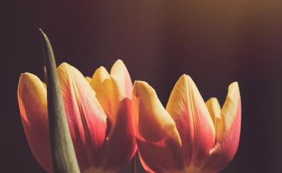 Buds, orange-yellow tulip, flowers