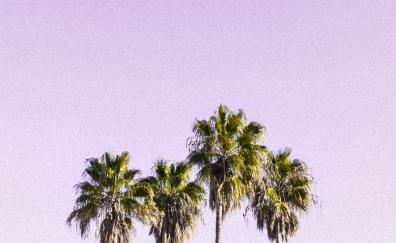 Minimal, sky, palm trees