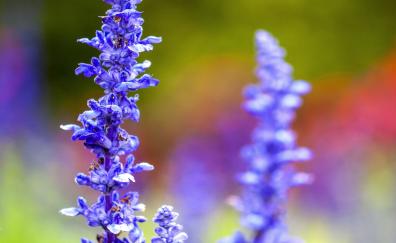 Blur, flora, flowers, purple, meadow