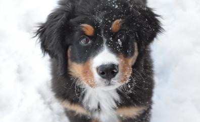 Bernese mountain dog, puppy, muzzle