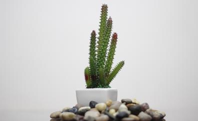 Cactus, plants, rocks