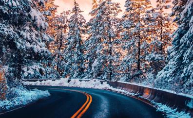 Nature, winter, forest, road