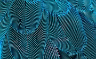 Plumage, blue feathers, close up