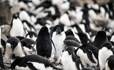Penguin, aquatic life, herd