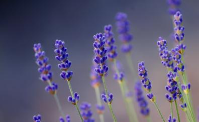 Lavender, small flowers, portrait