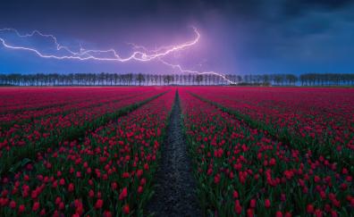 Tulip field, lightning, storm, nature