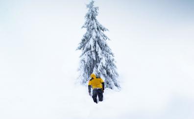 Winter, mountaineer, tree, nature
